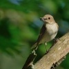 Lejsek cernohlavy - Ficedula hypoleuca - Pied Flycatcher 0247